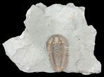 Prone, Flexicalymene Trilobite - Ohio #61004-2